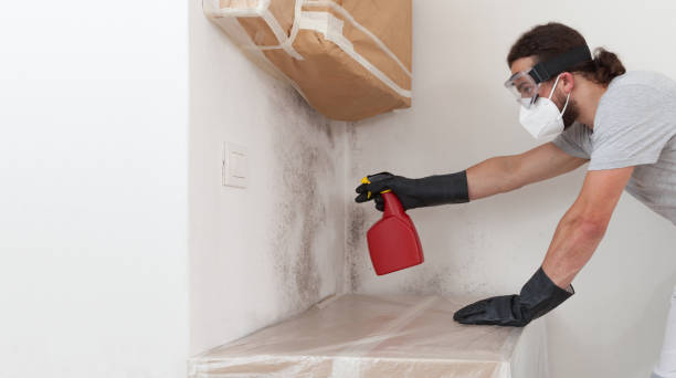 Professional Basement Mold Remediation technician working in Paris, KY