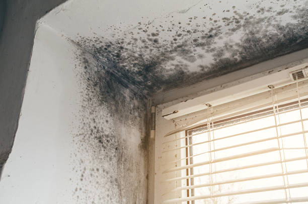 Affordable Basement Mold Remediation solutions in Paris, KY