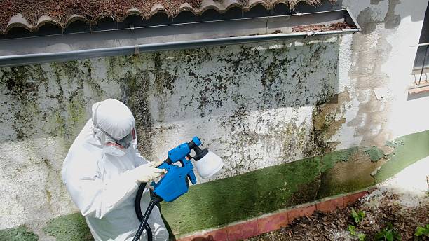 Top rated local Basement Mold Remediation specialists in Paris, KY